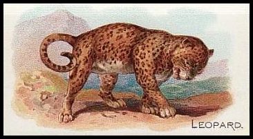 26 Leopard